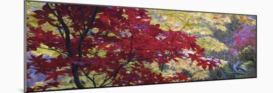 Maple Glade I-Bill Philip-Mounted Giclee Print