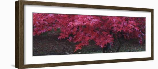 Maple Glade III-Bill Philip-Framed Giclee Print