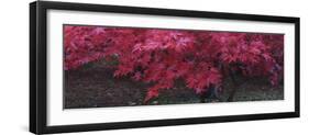 Maple Glade III-Bill Philip-Framed Giclee Print