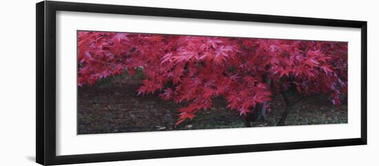 Maple Glade III-Bill Philip-Framed Giclee Print