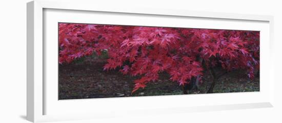 Maple Glade III-Bill Philip-Framed Giclee Print