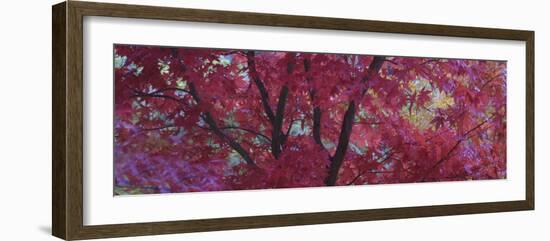 Maple Glade IV-Bill Philip-Framed Giclee Print