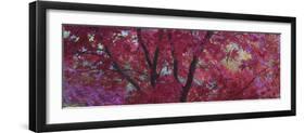 Maple Glade IV-Bill Philip-Framed Giclee Print