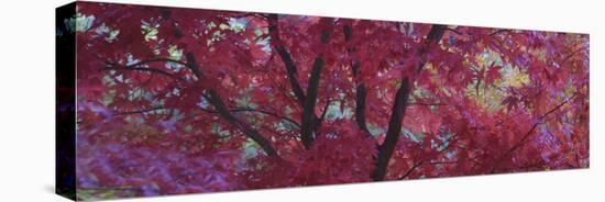 Maple Glade IV-Bill Philip-Stretched Canvas