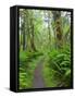 Maple Glade Trail, Quinault Rain Forest, Olympic National Park, Washington, USA-Jamie & Judy Wild-Framed Stretched Canvas