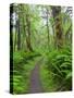 Maple Glade Trail, Quinault Rain Forest, Olympic National Park, Washington, USA-Jamie & Judy Wild-Stretched Canvas