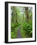 Maple Glade Trail, Quinault Rain Forest, Olympic National Park, Washington, USA-Jamie & Judy Wild-Framed Photographic Print