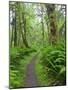 Maple Glade Trail, Quinault Rain Forest, Olympic National Park, Washington, USA-Jamie & Judy Wild-Mounted Photographic Print