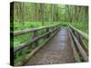 Maple Glade Trail Wooden Bridge, Quinault Rain Forest, Olympic National Park, Washington, USA-Jamie & Judy Wild-Stretched Canvas