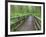 Maple Glade Trail Wooden Bridge, Quinault Rain Forest, Olympic National Park, Washington, USA-Jamie & Judy Wild-Framed Photographic Print