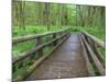 Maple Glade Trail Wooden Bridge, Quinault Rain Forest, Olympic National Park, Washington, USA-Jamie & Judy Wild-Mounted Photographic Print