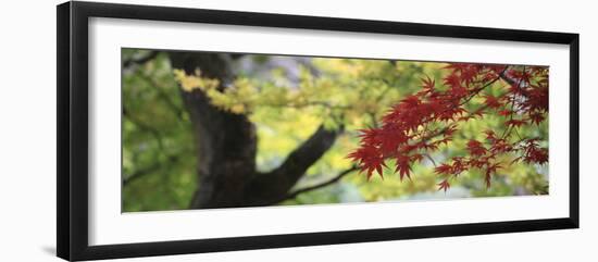 Maple Glade VII-Bill Philip-Framed Giclee Print