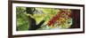 Maple Glade VIII-Bill Philip-Framed Giclee Print