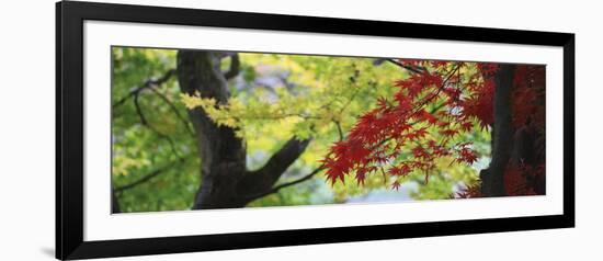 Maple Glade VIII-Bill Philip-Framed Giclee Print