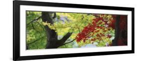 Maple Glade VIII-Bill Philip-Framed Giclee Print