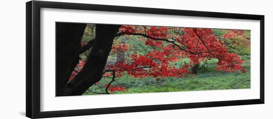 Maple Glade XI-Bill Philip-Framed Giclee Print