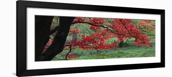 Maple Glade XI-Bill Philip-Framed Giclee Print