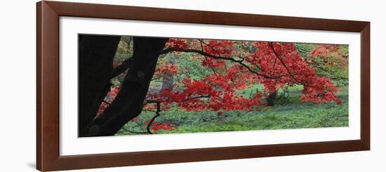 Maple Glade XI-Bill Philip-Framed Giclee Print