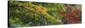 Maple Glade XII-Bill Philip-Stretched Canvas