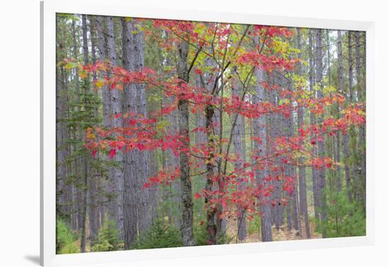 Maple in Fall, Hiawatha National Forest, Near Munising, Michigan-Richard and Susan Day-Framed Photographic Print