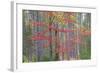 Maple in Fall, Hiawatha National Forest, Near Munising, Michigan-Richard and Susan Day-Framed Photographic Print