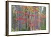 Maple in Fall, Hiawatha National Forest, Near Munising, Michigan-Richard and Susan Day-Framed Photographic Print