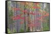 Maple in Fall, Hiawatha National Forest, Near Munising, Michigan-Richard and Susan Day-Framed Stretched Canvas