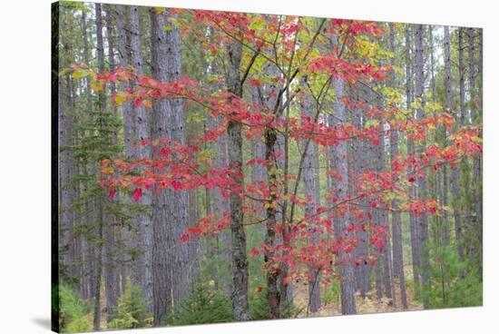 Maple in Fall, Hiawatha National Forest, Near Munising, Michigan-Richard and Susan Day-Stretched Canvas