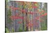 Maple in Fall, Hiawatha National Forest, Near Munising, Michigan-Richard and Susan Day-Stretched Canvas