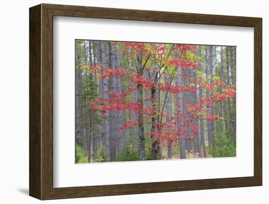 Maple in Fall, Hiawatha National Forest, Near Munising, Michigan-Richard and Susan Day-Framed Photographic Print