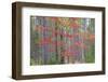 Maple in Fall, Hiawatha National Forest, Near Munising, Michigan-Richard and Susan Day-Framed Photographic Print