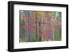 Maple in Fall, Hiawatha National Forest, Near Munising, Michigan-Richard and Susan Day-Framed Photographic Print