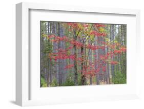 Maple in Fall, Hiawatha National Forest, Near Munising, Michigan-Richard and Susan Day-Framed Photographic Print