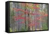 Maple in Fall, Hiawatha National Forest, Near Munising, Michigan-Richard and Susan Day-Framed Stretched Canvas