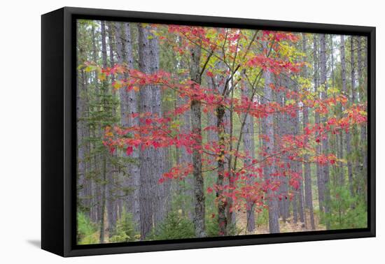 Maple in Fall, Hiawatha National Forest, Near Munising, Michigan-Richard and Susan Day-Framed Stretched Canvas