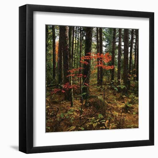 Maple in the Pine-Phillip Mueller-Framed Giclee Print
