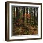 Maple in the Pine-Phillip Mueller-Framed Giclee Print