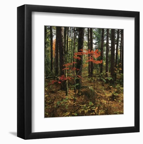 Maple in the Pine-Phillip Mueller-Framed Art Print