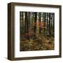 Maple in the Pine-Phillip Mueller-Framed Art Print