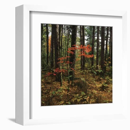Maple in the Pine-Phillip Mueller-Framed Art Print
