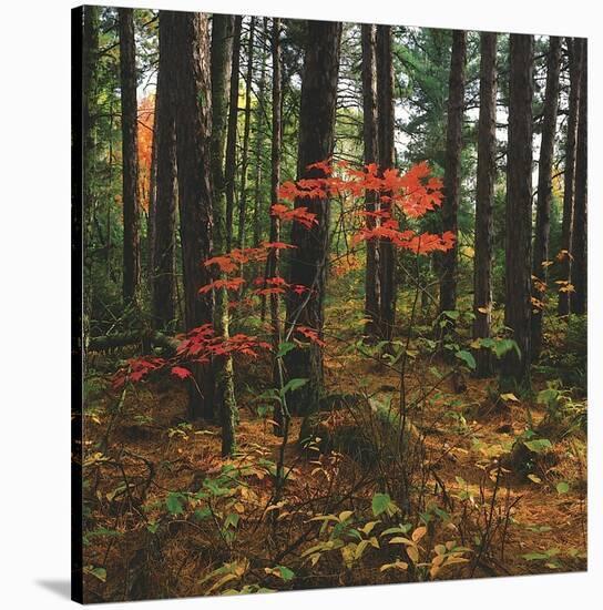 Maple in the Pine-Phillip Mueller-Stretched Canvas