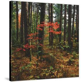 Maple in the Pine-Phillip Mueller-Stretched Canvas