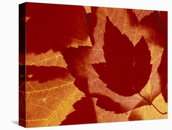 Maple Leaf Collage, Washington, USA-Jamie & Judy Wild-Stretched Canvas