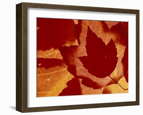 Maple Leaf Collage, Washington, USA-Jamie & Judy Wild-Framed Premium Photographic Print