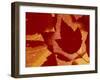 Maple Leaf Collage, Washington, USA-Jamie & Judy Wild-Framed Premium Photographic Print