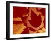 Maple Leaf Collage, Washington, USA-Jamie & Judy Wild-Framed Premium Photographic Print