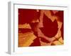 Maple Leaf Collage, Washington, USA-Jamie & Judy Wild-Framed Premium Photographic Print