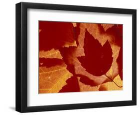 Maple Leaf Collage, Washington, USA-Jamie & Judy Wild-Framed Photographic Print