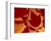 Maple Leaf Collage, Washington, USA-Jamie & Judy Wild-Framed Photographic Print