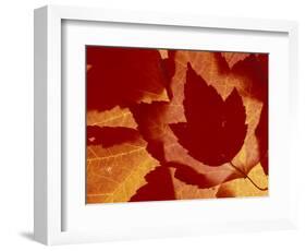 Maple Leaf Collage, Washington, USA-Jamie & Judy Wild-Framed Photographic Print
